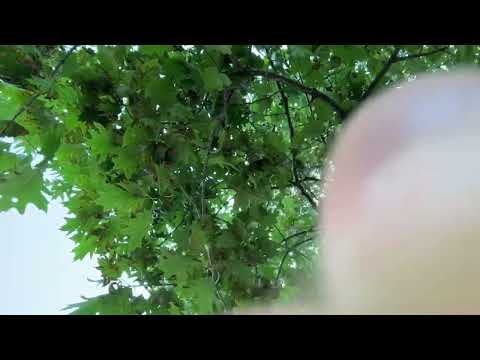 1 min fast and aggressive nature asmr ✨