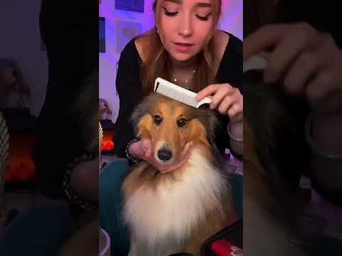 ASMR on my Sheltie 💗 #asmr #dog