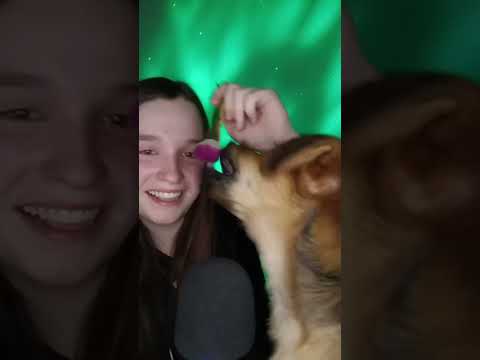 O asmr da Amoraaa