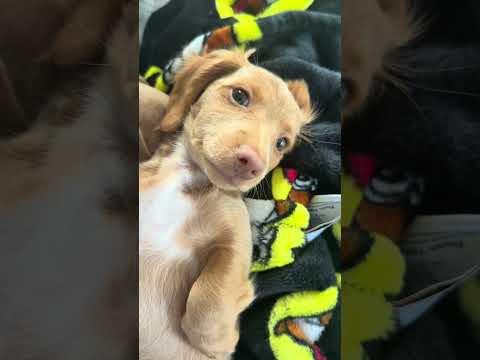 Finn & Faith ASMR #short #animals