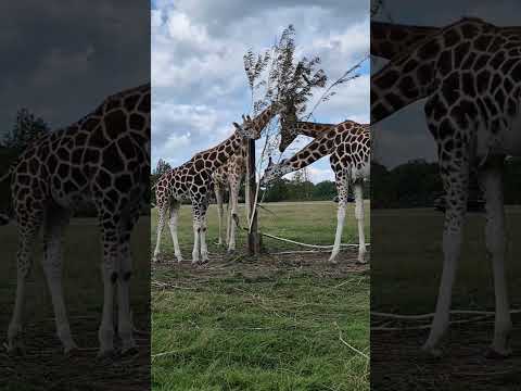 Giraffes eating 🌳 #giraffe #safaripark #Denmark