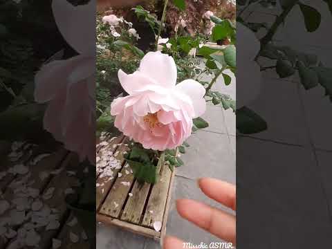 ASMR AT THE GARDEN CENTRE (Water Sounds, In Public) 🌻🐝 [Lofi]