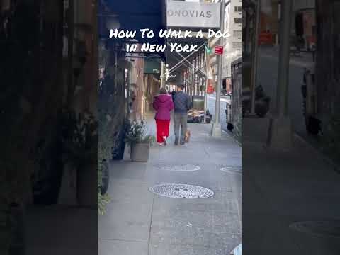 How To Walk a Dog in New York 🗽