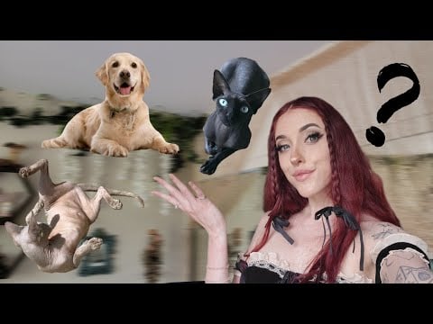 asmr ✧₊⁺ i just got new pets & im obsessed