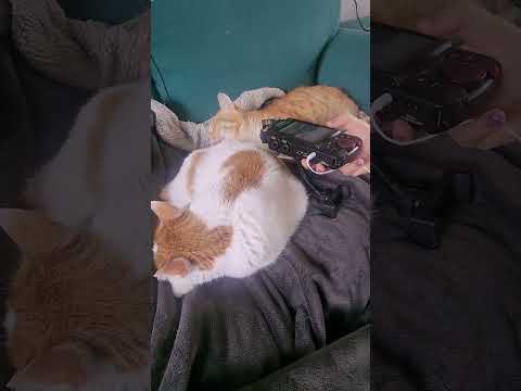 #asmr #relax #triggersforsleep #tingles #katzenasmr #catasmr #asmrcats #asmrmouthsounds