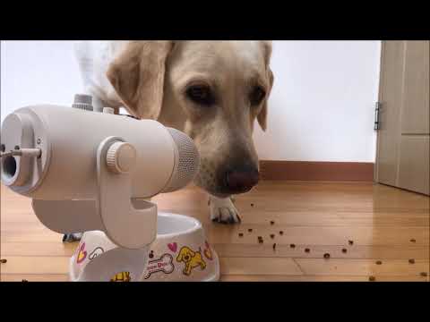 [NON ASMR] Feeding My Dog, 사료먹는 우리 강아지