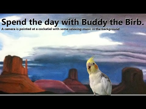 Buddy the Birb 🐦