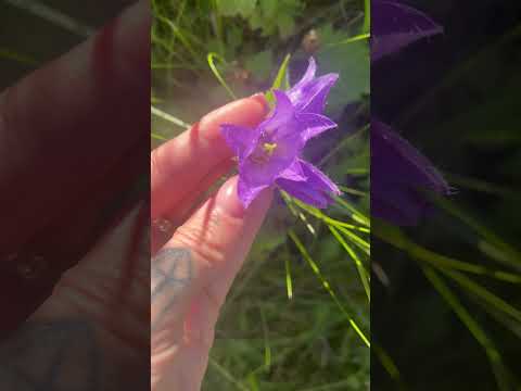 🌿🌲#asmr #relax