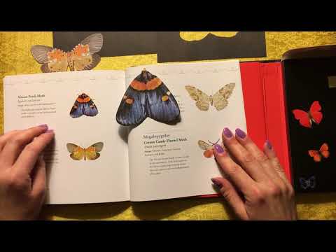 ASMR Exquisite Butterflies