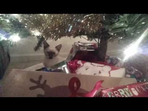 SouthernASMR Sounds Vlog ~ 11-28-2016 ~ Christmas Tree & Kitty Cats