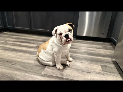 ASMR| Pampering my English Bulldog 🐶🐾🤎 (massage, skincare, & hair brushing)