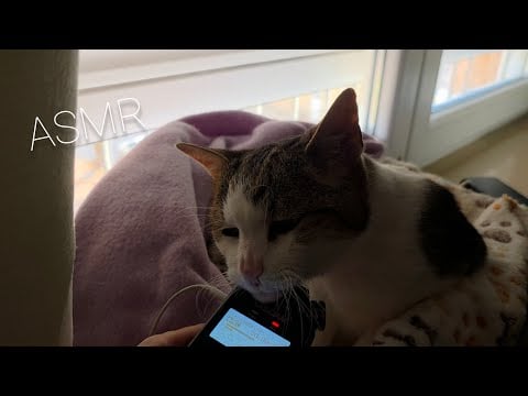 My cat does ASMR for you to fall asleep😴 w/tascam (purring, eating sounds)