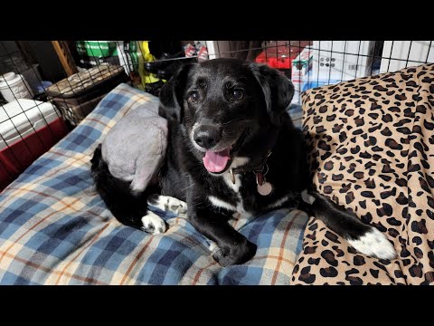 Zelda is home!