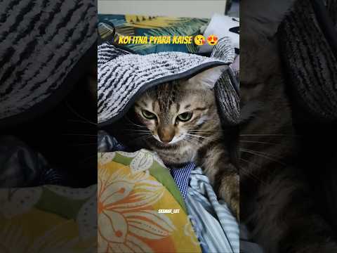 Koi itna Pyara kaise ho Sakta Hai Short video 😘😍😺 #shorts #cute #cat #funny #comedy
