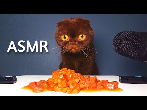Brown Scottish Fold Cat Eating Wet Food ASMR
