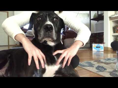 a memorial for Mac (ASMR dog massage)
