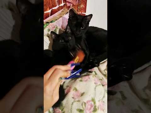 Haciendole #ASMR a los michis bebes #cat #cute #cats #relaxing #sleep #gatos