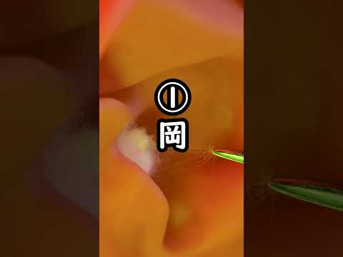 学校で習ったのに一度も使わない漢字📒4選 Part2　#asmr #耳かき