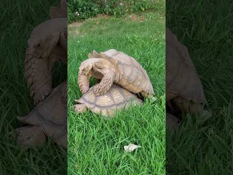 How do I Explain my Turtle ASMR Personal Attention (African Sulcata Tortoise 🐢) #turtle #arizona