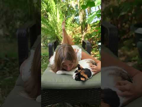 Sleeping beauty #cat #asmr #kissasmr