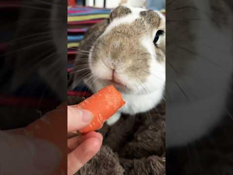 Rabbit ASMR You Didn’t Know You Needed🥕(Surprise Guest At The End)
