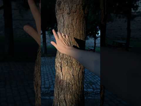 Past present future medicine Pine Tree healing #relax #healing #nature