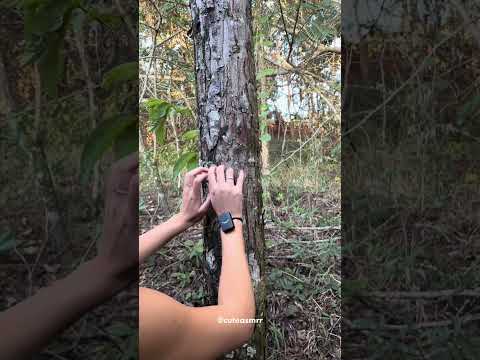 asmr ao ar livre 🌳 #asmr