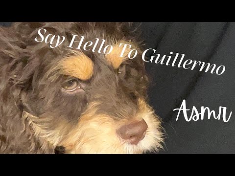 Meet n Greet Guillermo the Pup ASMR