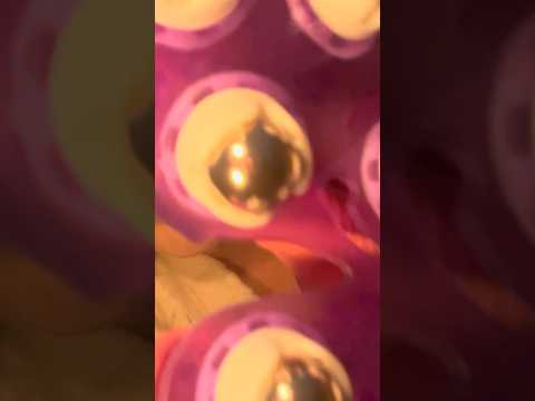 Fast & Aggressive ASMR Rubber Gloves Massage With Rollers