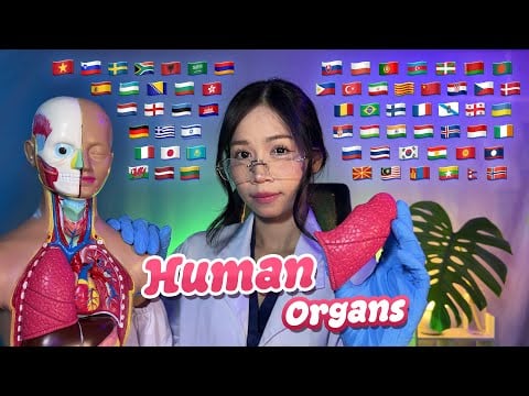 ASMR Human Organs 🫀🫁🧠 | 68 Languages • Learn While You Sleep