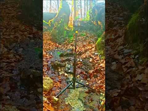 15 second in the fore🌲🌳#shorts #nature #naturesvoice