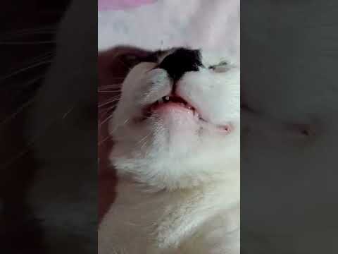 ASMR com barulhinho de chuva não é só para humanos *-* #shorts