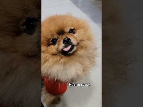 Pets being funny #doggie