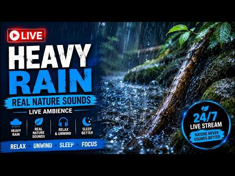 🌧️ HEAVY RAIN LIVE – Real Rain Sounds for Deep Sleep & Relaxation | 24/7 ASMR