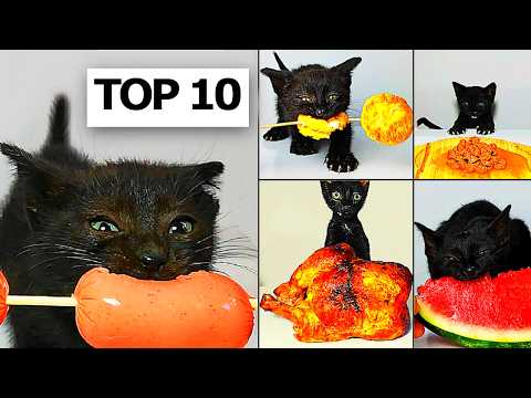 Top 10 Kitten ASMR Eating Compilation
