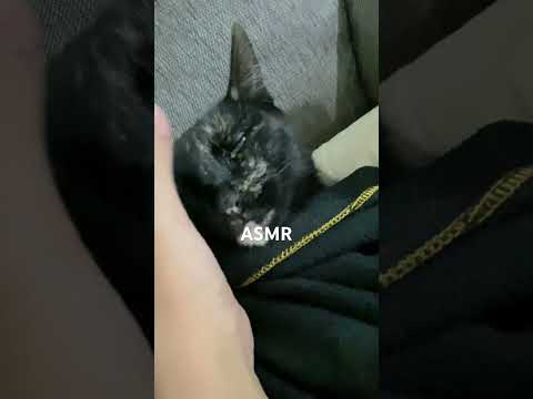 Con la chiqueada ✨❤️ #asmr #cat