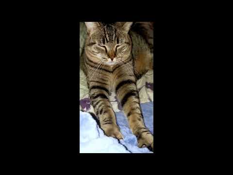 ASMR kitten purring and kneading #shorts