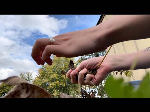 Crushing leaves 🍁 asmr 