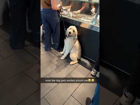 even the dogs can’t get enough of me😭😭