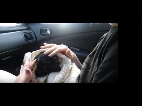 SouthernASMR Sounds Vlog 7-4-2017 ~ My Dad's Train and Another Surprise!