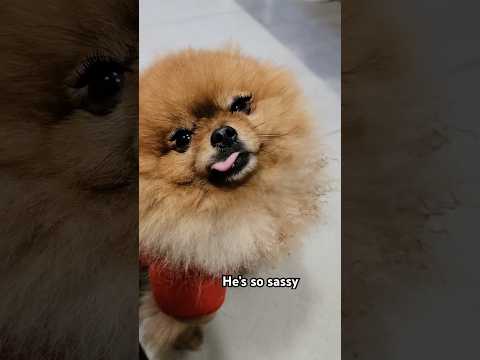 Try not to laugh #funnypets