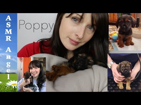 ASMR - Introducing my new Puppy Poppy