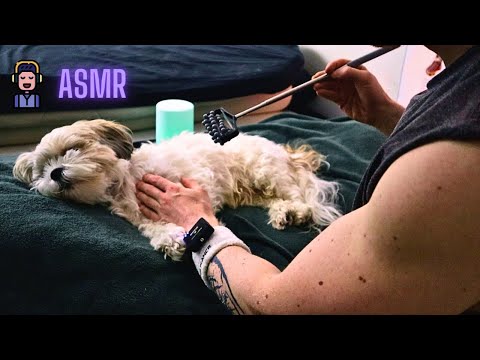 ASMR | Dog Enjoys Massage | Maltese