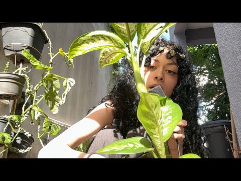 asmr com plantas parte 2