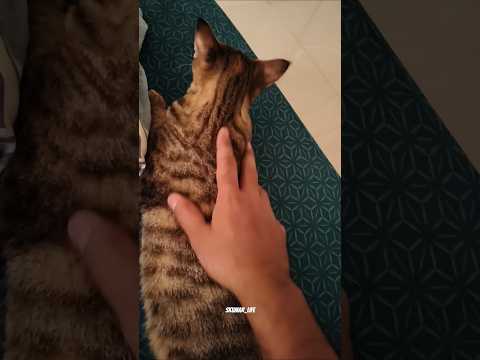 Is duniya main Sab Best Insan Short video #shorts #cat #indianyoutuber #viralvideos #kitten