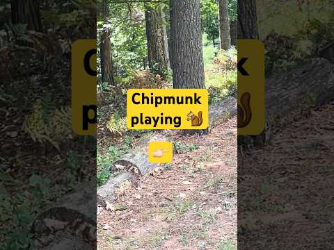 Video of a chipmunk