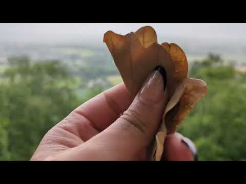 40 second nature ASMR🌿