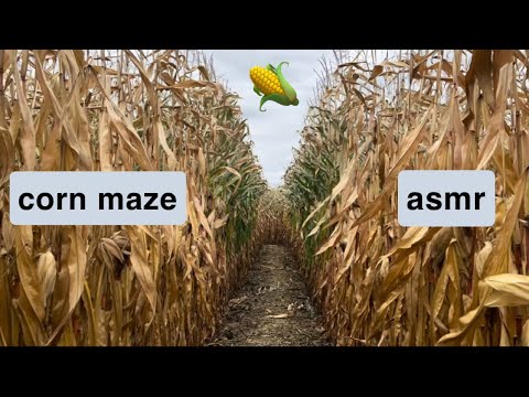 asmr in a corn maze! 🌽 (crunchy leaves, scratching, lofi nature) 🍂