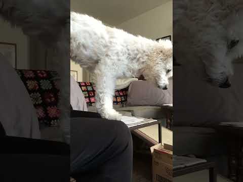 Shasta gets a brushing