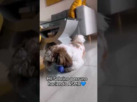 Les dejo este tierno Short🤍🐶 #asmr #asmrsounds #trending #asmrcommunity #asmrmascota